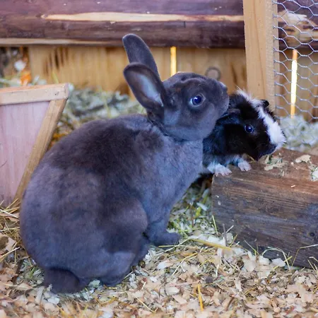 Forsthof Πανσιόν 3*