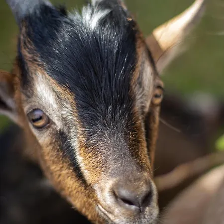 Forsthof ゲストハウス 3*